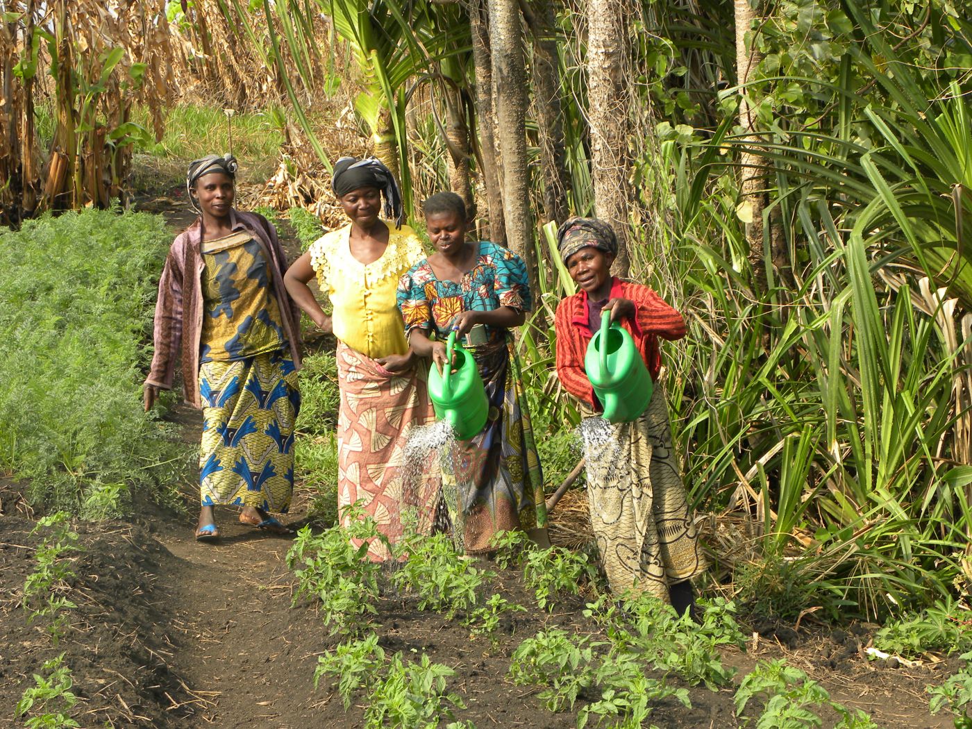 Productrices de Moringa marchant dans leur forêt jardin près de Kalemie